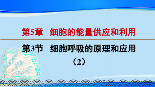 人教版高中生物必修一课件：5.3.2细胞呼吸的原理和应用(新教材2019)(共19张PPT)【推荐下载课件】