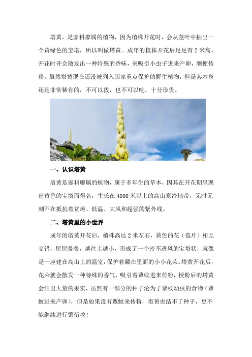 塔黄是什么植物