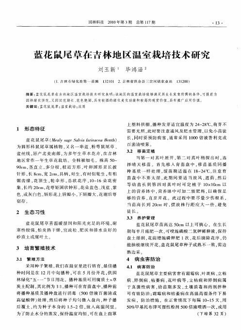 蓝花鼠尾草在吉林地区温室栽培技术研究