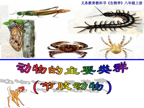 生物5.1.3节肢动物(用)