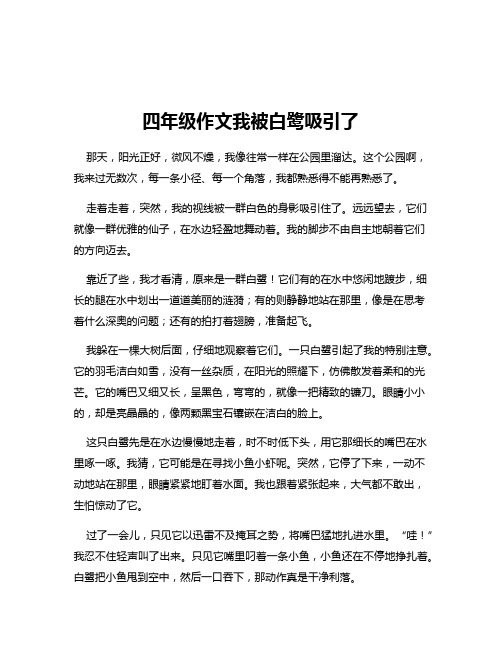 四年级作文我被白鹭吸引了