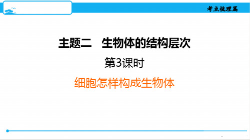 最新人教版中考生物知识点梳理课件第3课时 细胞怎样构成生物体