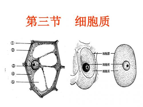 浙科版高中生物必修一第2章第3节细胞质