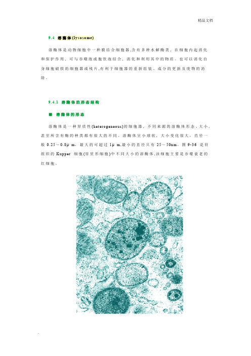 细胞生物学溶酶体