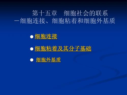 第十五章_细胞社会的联系-细胞连接、细胞粘着和细胞外基质____细胞连接