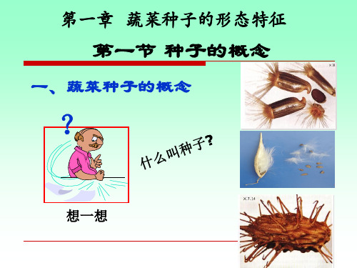 蔬菜种子学 ：第一章  蔬菜种子的形态特征