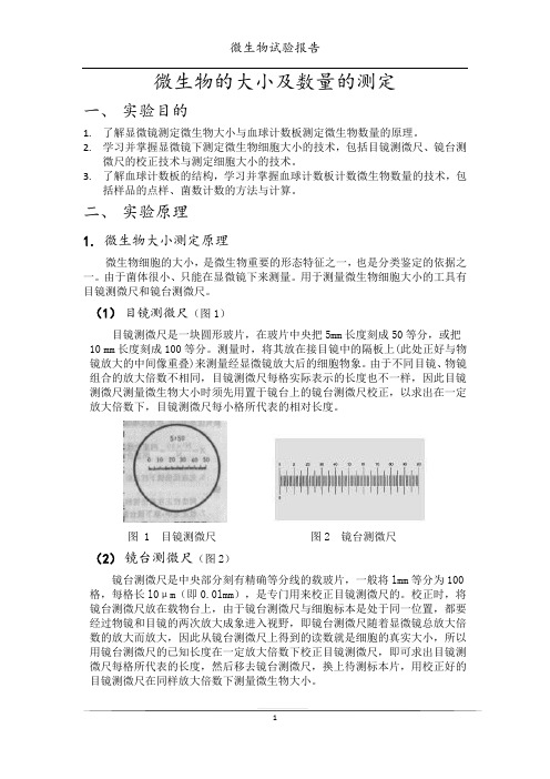 微生物的大小及数量的测定