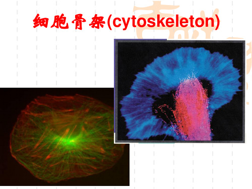 医学细胞生物学 细胞骨架精品PPT课件