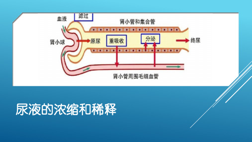 尿液的浓缩和稀释