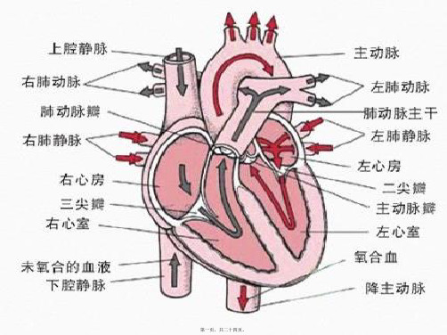 心功能参数的临床应用