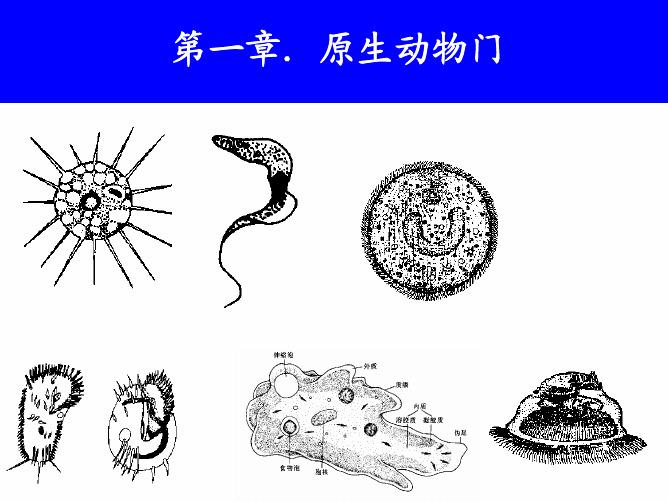 动物学 第1章  原生动物门Protozoa