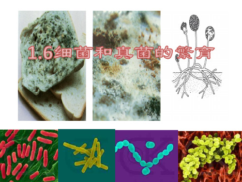 1.6细菌和真菌的繁殖(PPT课件(初中科学)43张)