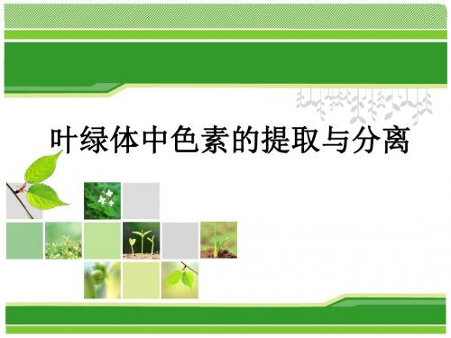 叶绿体中色素的提取和分离ppt