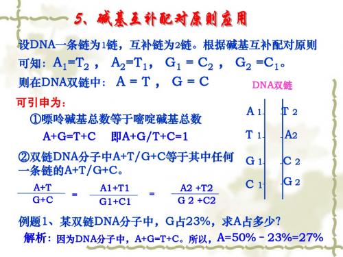 碱基互补配对原则——江苏生物小高考复习