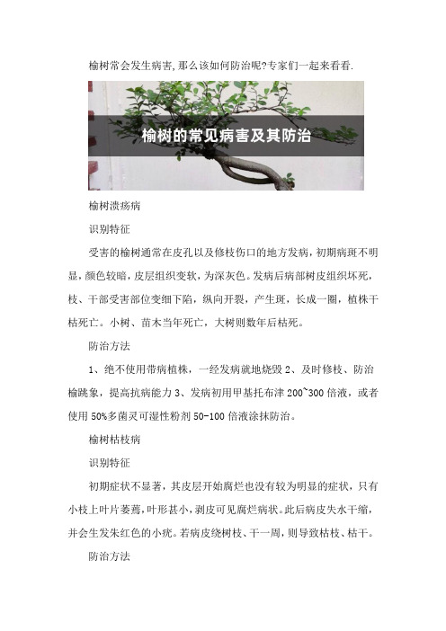 榆树的常见病害及其防治