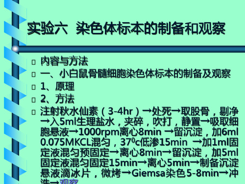 染色体标本的制备和观察实验