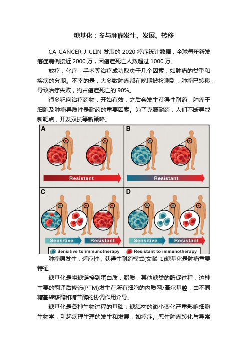 糖基化：参与肿瘤发生、发展、转移