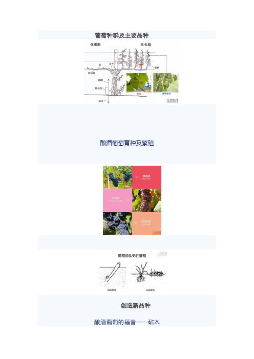 WSET3级高级教程