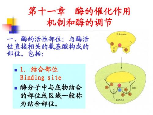 酶的作用机制和酶的调节