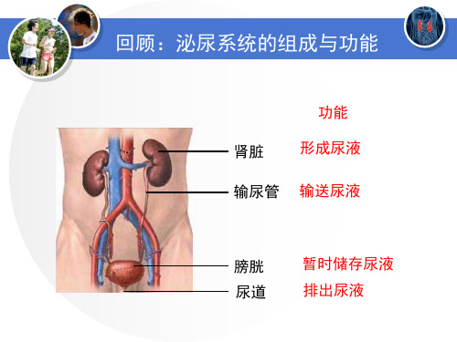 公开课《尿的形成与排出》PPT