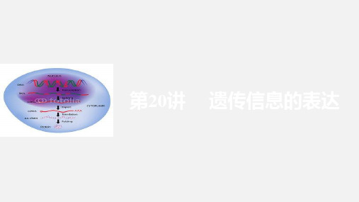 高考生物 一轮复习 遗传的分子基础 第20讲 遗传信息的表达 浙科版