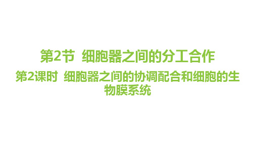 3.2细胞器之间的分工合作(第2课时 细胞器之间的协调配合和细胞的生物膜系统)高一上学期生物