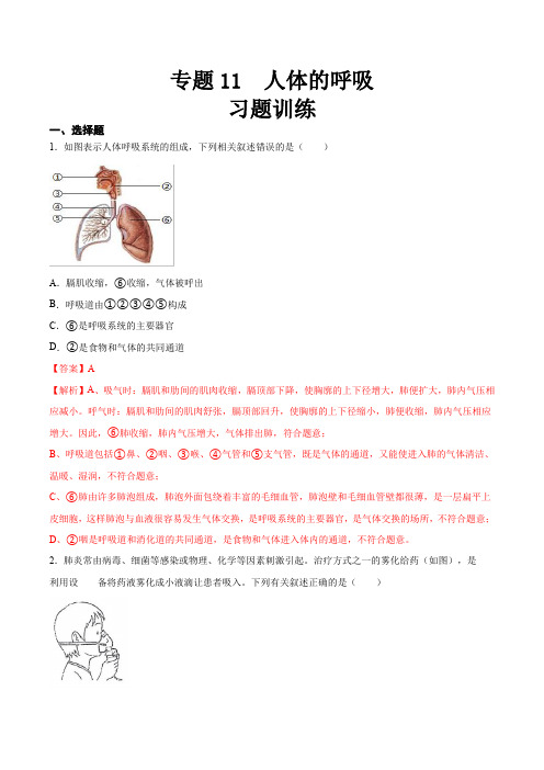 专题11 人体的呼吸(习题精练)-【省心备考】2024年中考生物一轮复习精讲精练(全国通用)(解析版