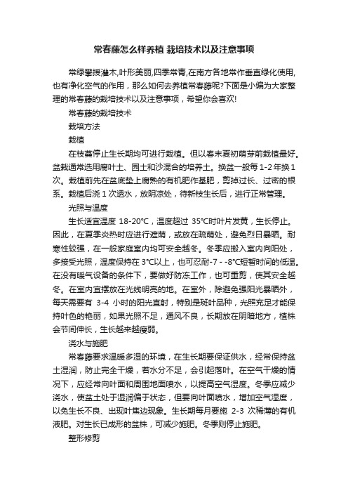 常春藤怎么样养植栽培技术以及注意事项