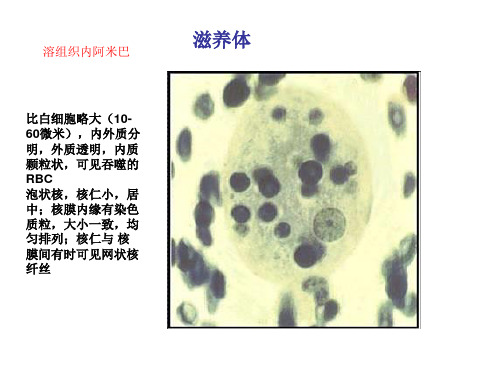 寄生虫图PPT (3)