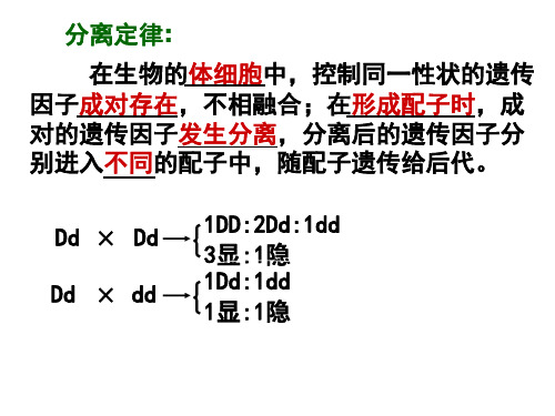 1.2 孟德尔的豌豆杂交实验(二)—人教版高中生物必修二课件 (共25张PPT)