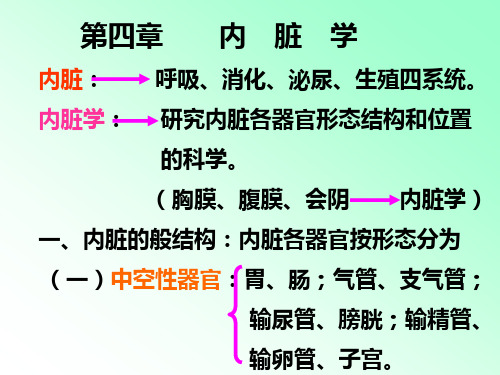 解剖学内脏知识笔记大全