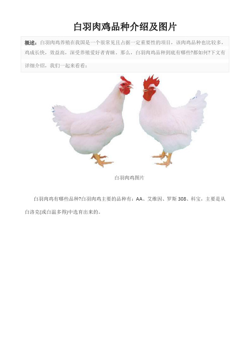 白羽肉鸡品种介绍及图片