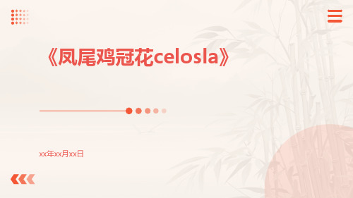 凤尾鸡冠花CELOSLA