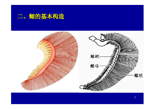 鱼类学呼吸系统 (2)