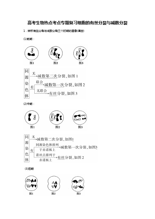 浙教版高考生物考点专题复习细胞的有丝分裂与减数分裂