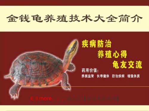 石金钱龟养殖金钱龟养殖技术大全简介ppt共17页