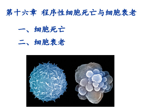 第十六章-细胞衰老与凋亡