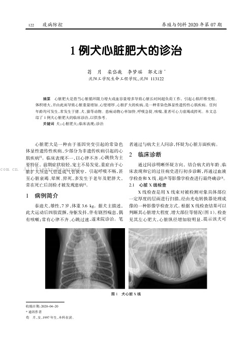 1 例犬心脏肥大的诊治