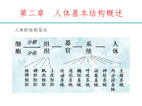 人体解剖生理学精选ppt