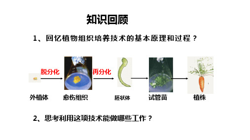 植物细胞工程的应用课件高二下学期生物人教版选择性必修3(3)