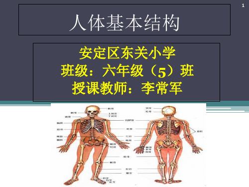 人体基本结构