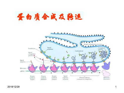 蛋白质合成及转运ppt课件