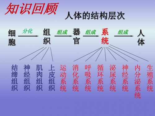 第四节__单细胞生物(共29张PPT)