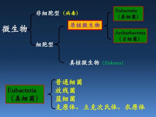 微生物学 原核生物--V12