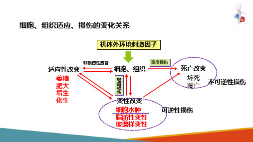 细胞、组织的适应、损伤与修复 损伤的修复 病理学课件