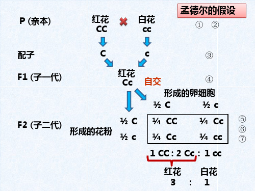 遗传学习题集