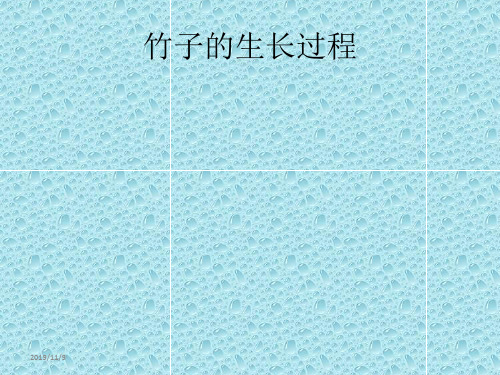 竹子的生长过程PPT课件