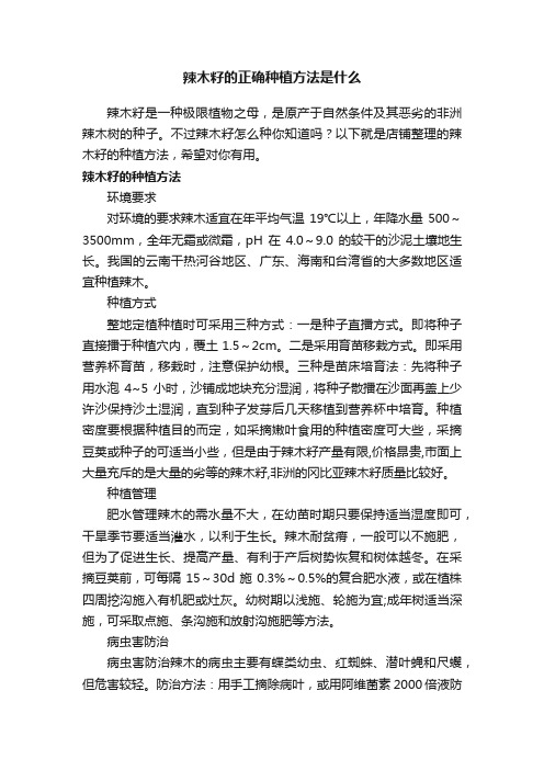 辣木籽的正确种植方法是什么