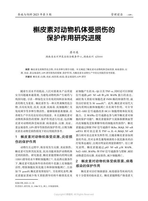 槲皮素对动物机体受损伤的保护作用研究进展