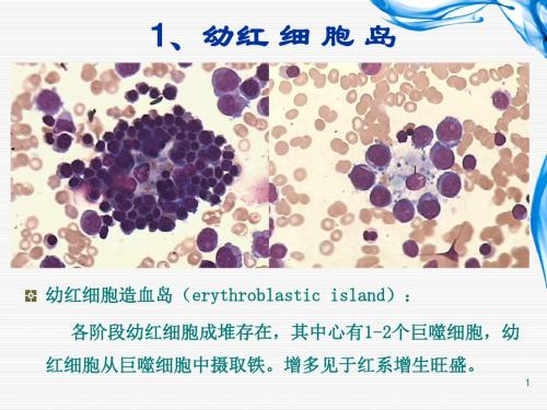 骨髓细胞形态讲解ppt课件